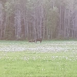 Meet your Posher, Gladys